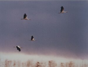 taka-piznya-taka-tepla-osin-7-1